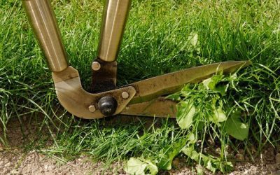 When to Schedule Spring Cleanup in New Hampshire?