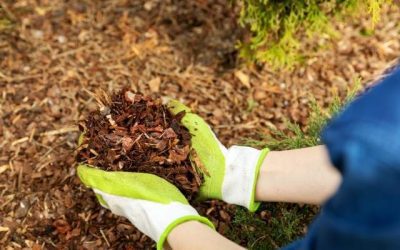 Should You Mulch Leaves or Remove Them? A New Hampshire Perspective