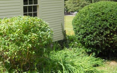 Fall vs. Spring Cleanup: Do You Need Both?