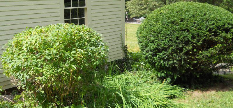 Fall vs. Spring Cleanup: Do You Need Both?