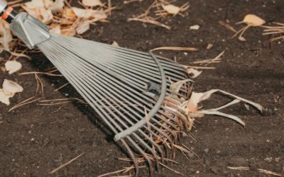 Fall Yard Cleanup Timing: When Leaves Come Down in the NH Seacoast